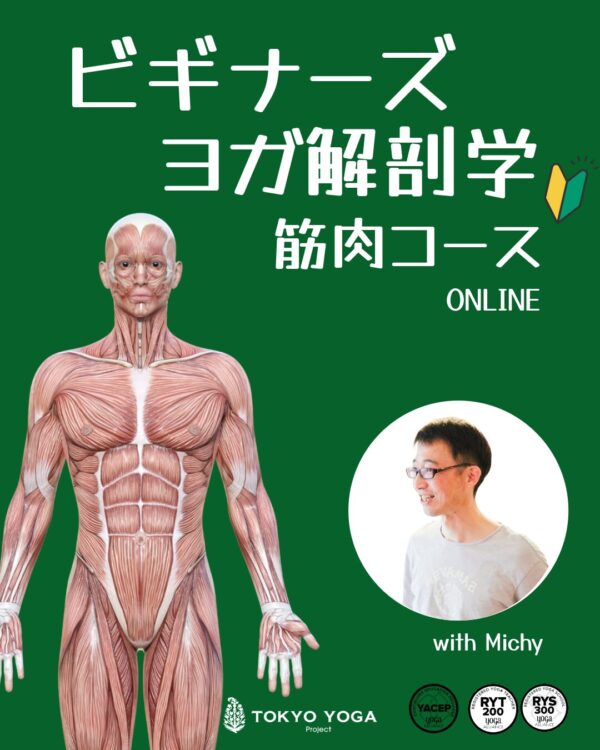 ビギナーズヨガ解剖学「筋肉」